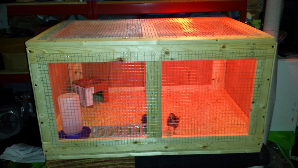 chick brooder