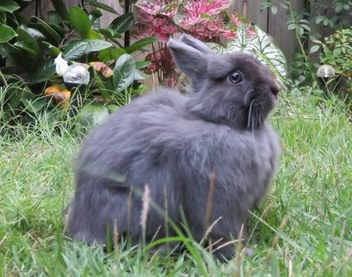 my daughter's bunny